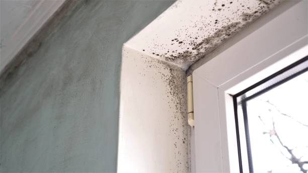 Best Residential Mold Inspection & Testing  in Fennville, MI