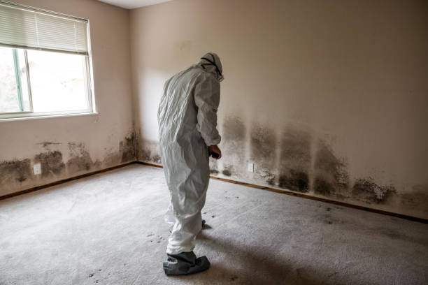 Fennville, MI Mold Inspection, Removal & Remediation Company